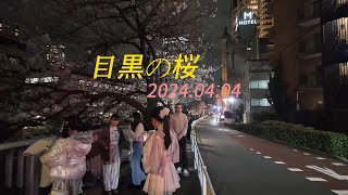 【4K Japan Waking】Tokyo 目黒川　桜お祭り 日本の桜名所　目黑夜景20240404