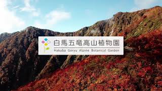 白馬五竜高山植物園－10月篇