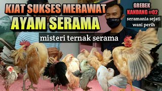 KIAT SUKSES MERAWAT & TERNAK AYAM SERAMA ALA PEPADU FARM || GREBEK KANDANG 02