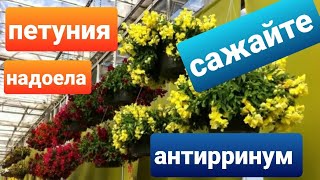 Способы посева львиного зева /Ампельный львиный зев/Антирринум/Посев проф семян и своих