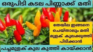 Green Chilli Farming | മുളക് കൃഷിയിൽ അറിയേണ്ടതെല്ലാം ആദ്യം മുതൽ അവസാനം വരെ | Mulaku Krishi Malayalam