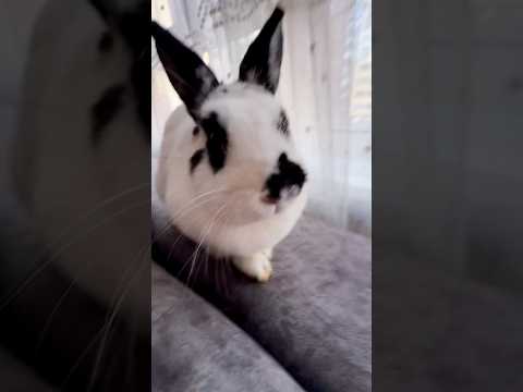 Rabbit Rabbits Shorts Youtube Rabbit Rabbits Shorts Youtube