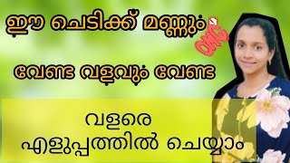 🌱ഈ ചെടിക്ക് മണ്ണും വേണ്ട വളവും വേണ്ട  😱😱#trending  #sarijabijoy#plants