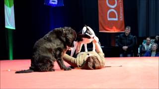 Dog Live 2018 Observational exercise