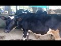 गाई माजावर वर येत नाही.cow heat problem.