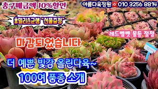 [마감]아름다육정원 신상및입고 100여품종다육소개  10%특별할인 휴밀리스군생선물드려요  레드벨벳물듬 끝내주네요succulents  plant 多肉植物