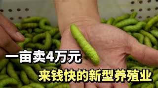 大叔创业养虫子，一条虫子卖13元，年赚上千万，他是怎么做到的