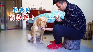 The owner gave Golden Retriever forcibly feeding medicine, his expression was absolutely perfect!