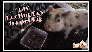 DIY | Rooting Box for Pet Pig