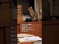 お届けして、五日目です、この通り！【里親決定の猫・癒し猫】 shorts