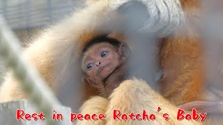 さよならラーチャの赤ちゃん🌈（Rest in peace Ratcha's baby🌈）　円山動物園　テナガザル　202306