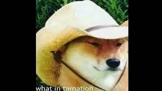 wOt iN TaRNation