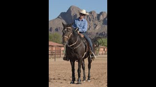 A summer visit to a desert dude ranch outside Tucson, Arizona