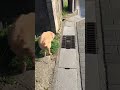 羊犬が散歩してるだけの動画