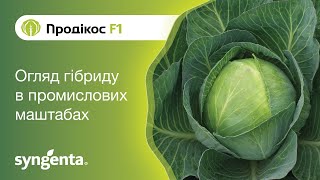 Капуста Продікос — для людей, які прагнуть заробляти!