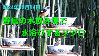 野鳥の水飲み場で水浴びをするメジロ 2024/12/14