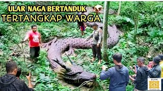 Viral...!!! Warga Sering Di Tampaki Ular Naga Bertanduk Di Hutan Jatim