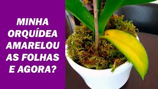 Porque as Orquídeas ficam com FOLHAS AMARELAS? Veja o que Fazer!