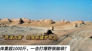 “荒漠凶兽”现身新疆罗布泊，体重达到1000斤，一击打爆野狼脑袋