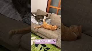 【猫パンチ3連打】　#ねこ  #cats  #猫 #喧嘩 #音量大きめがオススメ