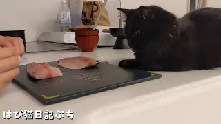 魚料理を間近で見たがるモカちゃん、この後どうなるでしょう？