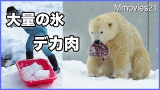 大量の氷とでっかい肉のプレゼント　ホッキョクグマ　リラへ　Polar Bears