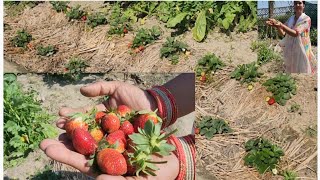 स्ट्रॉबेरी की पूरी जानकारी || जरूर उगाए स्ट्राबेरी आसानी से उगने वाला फल ||Growing strawberry