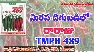 అధిక దిగుబడి నుంచి తేజ విత్తనం 🌶️ | #mirchibesttejaseed #mirchi #chilliseed #nagmaseed