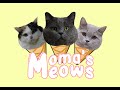 Moma's Meows Introduction Video