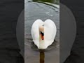 swan comes in for a graceful landing viralhog