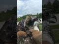 osprey rescued after getting stuck in tree