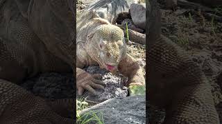 The unique Santa Fé land iguana enjoying a piece of cactus