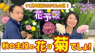 【菊の季節になりました！】1106おすすめのディスバッドマム紹介します！花予報2024年10/28～11/3