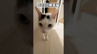 ゴロゴロ爆音で迫ってくる猫 #shorts