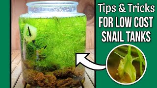 How to Make an EASY Jar For Bladder Snails | $5.00