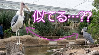 【神戸どうぶつ王国】アフリカハゲコウのレムちゃん! Leptoptilos crumeniferus REM@Kobe Animal Kingdom