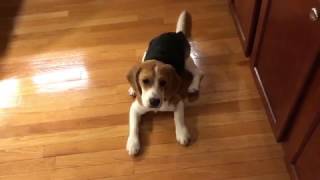 Sweet beagle puppy shows amazing patience