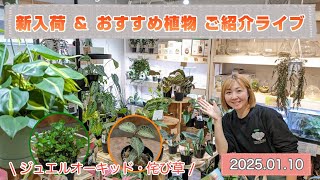 【新入荷＆おすすめ植物ご紹介】2025.01.10