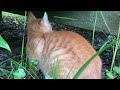 猫が吐く前の前兆 行動