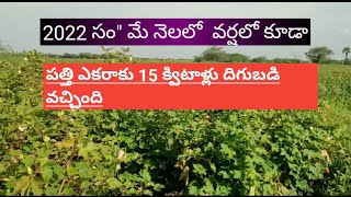 వర్షాలు వస్తున్న పత్తి ఎకరాకు 15 క్యూటాళ్లు  దిగుబడి వచ్చింది