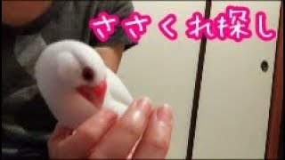 【文鳥】ささくれ見つけられず諦めるらんちゃん Ranmaru loves looking for a hangnail and peeling off.