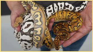 Top 10 BEST Ball Pythons of 2025!