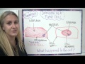 Diffusion through a membrane lab