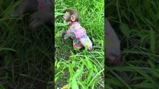 Anxious little monkey, confusing behavior of animals, zoo, cute pets#99 #monkey #shorts #video.