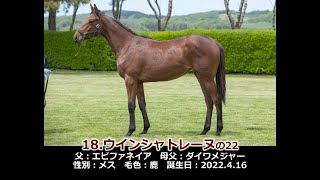 2023年度　18ウインシャトレーヌの22（父エピファネイア）