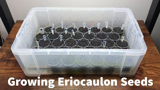 How to Grow Eriocaulon Seeds