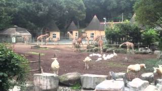 動物大好き♪キリン,シロオリックス（多摩動物公園）