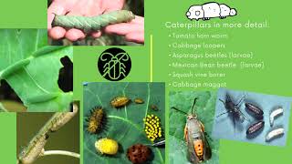 Planting with Purpose - Garden Pests: Part 1
