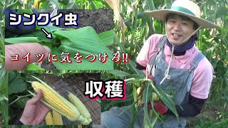 【家庭菜園】7月上旬トウモロコシ収穫！！あとトウモロコシ栽培中はシンクイ虫のチェック必要！＋防風対策に支柱補強も！