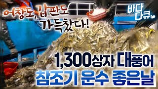 큰 상자는 350만원도 넘는 참조기가 1,300 상자 잡힌 날 /수십년 배 탄 배테랑 선원들도 감당불가! 쏟아지는 참조기 떼 / 참조기 잡이 운수 좋은 날 / #바다다큐